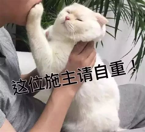 猫进家里|如何能够让新来的猫咪快速适应新家？